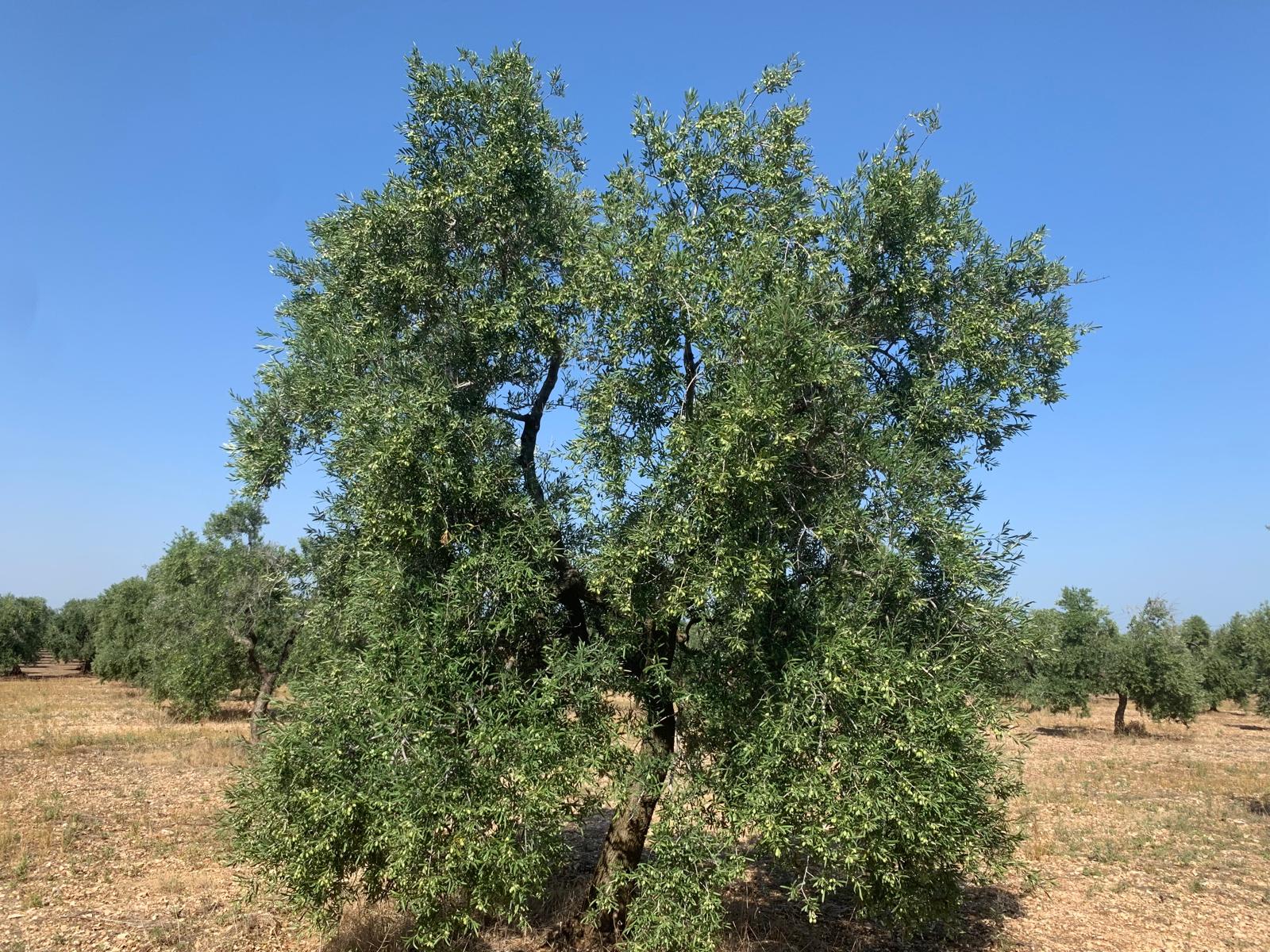 1. Agricoltura sociale (slider orizzontale-3)
